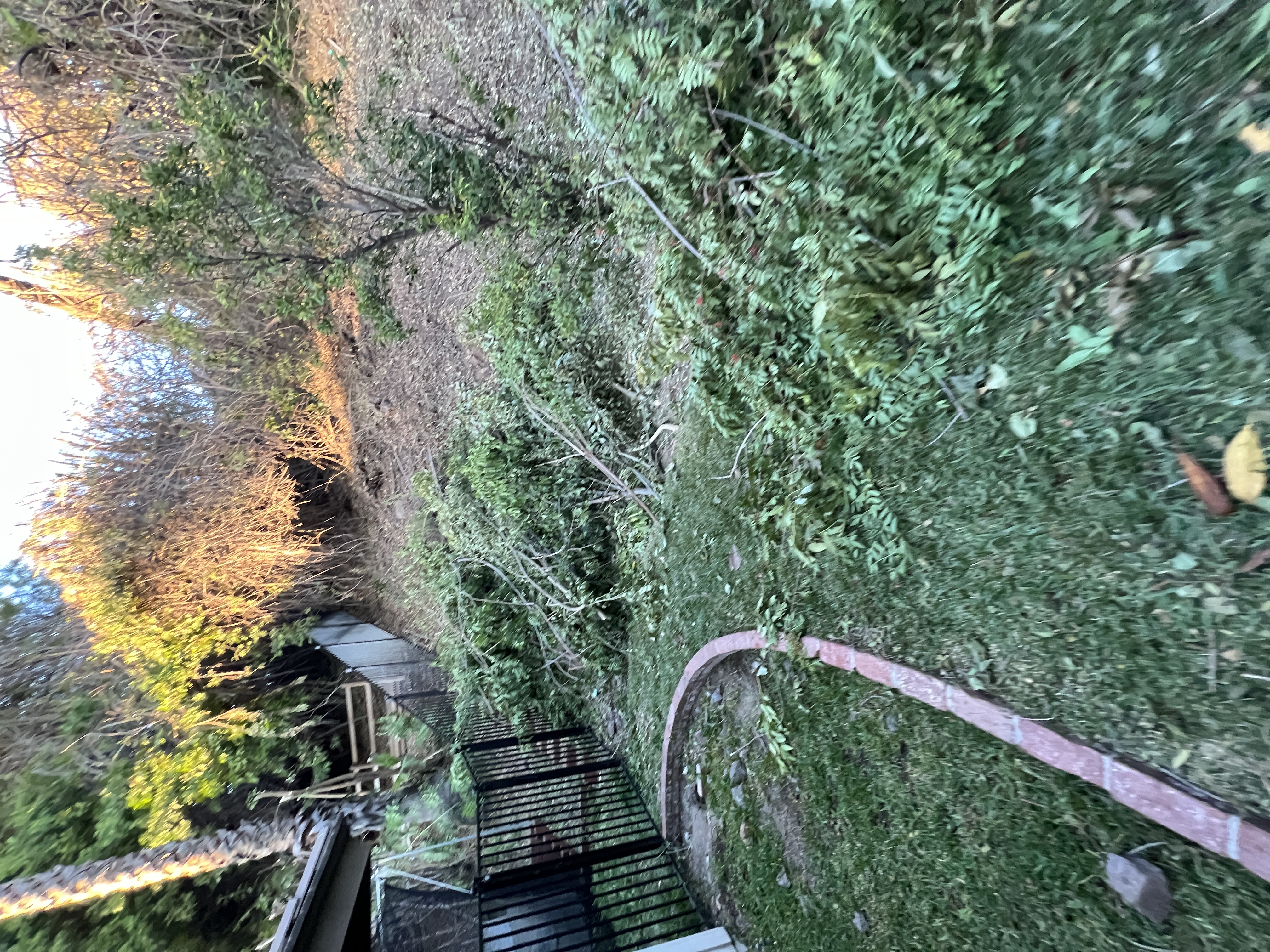 Before: backyard covered in cut branches